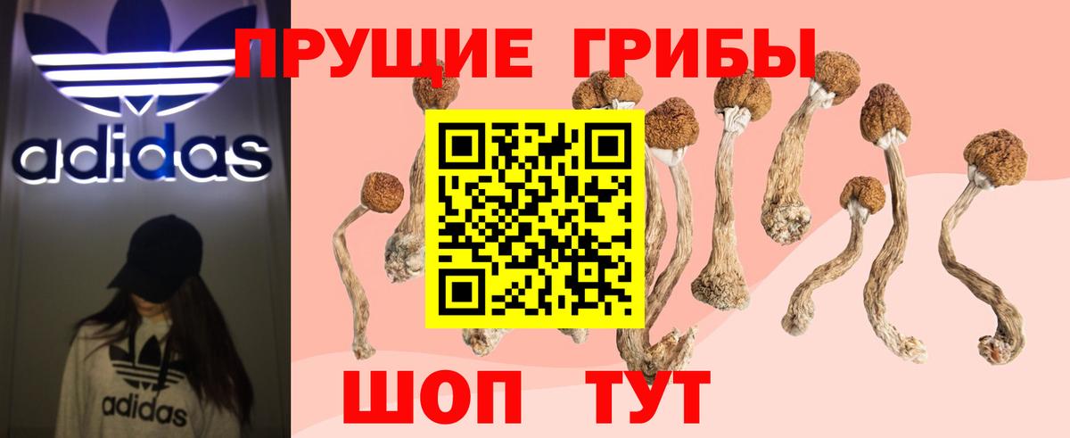купить наркоту  Псилоцибиновые грибы Psilocybe  Вход с VPN  Можайск  Галлюциногенные грибы мицелий 